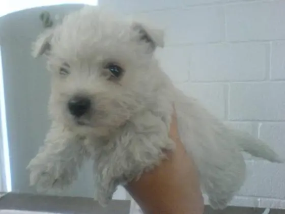 WEST TERRIER LINDOS FILHOTES