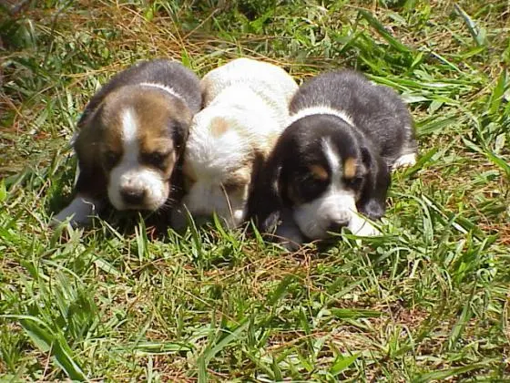 BASSET HOUND	LINDOS FILHOTES