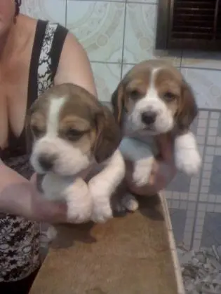BEAGLE LINDOS FILHOTES