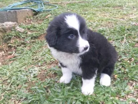BORDER COLLIE LINDOS FILHOTES