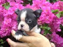 BOSTON TERRIER LINDOS FILHOTES