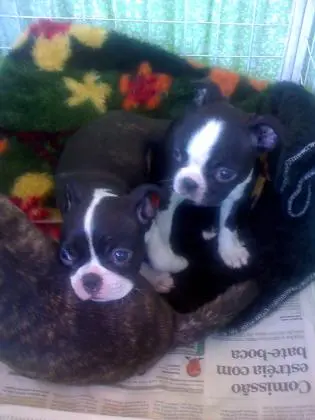 BOSTON TERRIER LINDOS FILHOTES