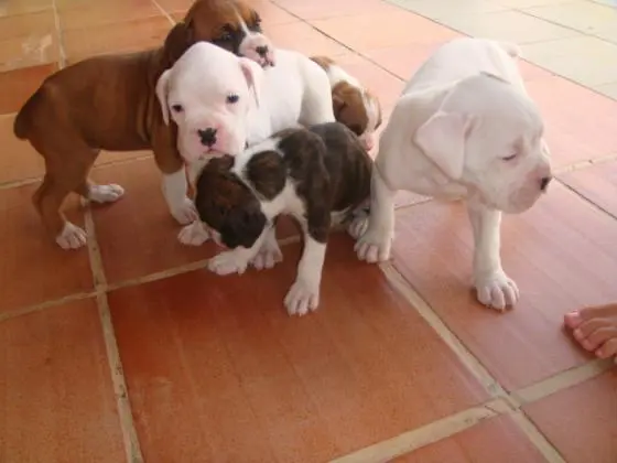 BOXER	LINDOS FILHOTES