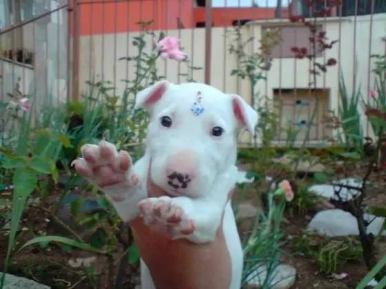 BULL TERRIER  LINDOS FILHOTES