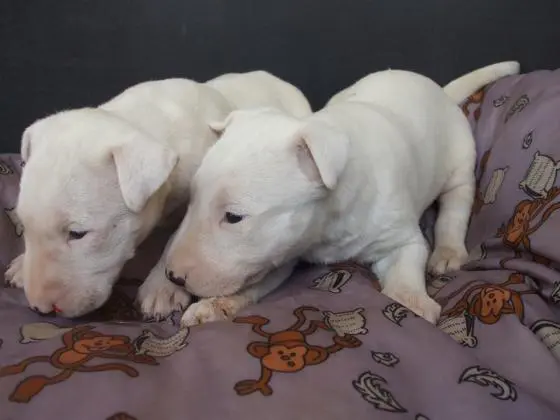 BULL TERRIER  LINDOS FILHOTES
