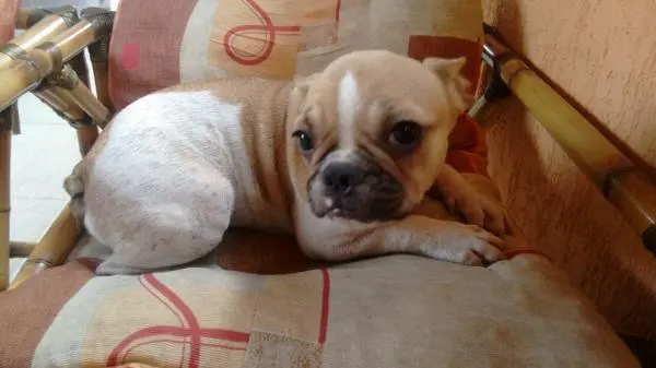 BULLDOG FRANCÊS LINDOS FILHOTES