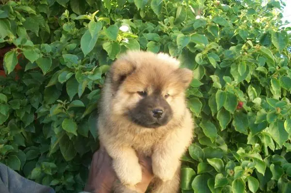 CHOW CHOW LINDOS FILHOTES