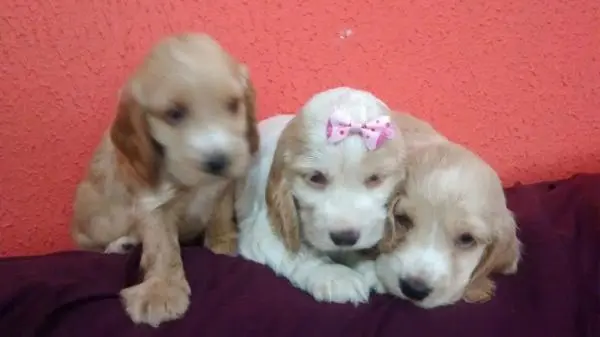 COCKER SPANIEL INGLÊS LINDOS FILHOTES