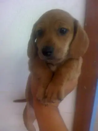 DACHSHUND ANÃO CURTO PELO CURTO PRETO E CANELA  ARLEQUIM LINDOS FILHOTES