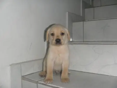 LABRADOR AMARELO/CHOCOLATE / PRETO LINDOS FILHOTES