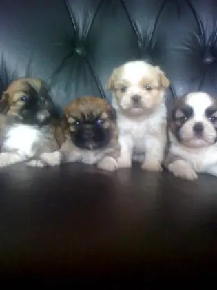 LHASA APSO LINDOS FILHOTES