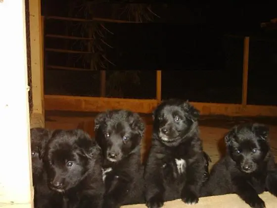 PASTOR BELGA GROENENDAEL LINDOS FILHOTE