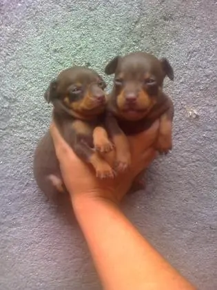 Pinscher lindos filhotes