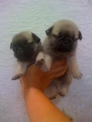 PUG LINDOS FILHOTES