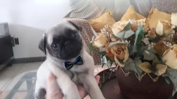 PUG LINDOS FILHOTES