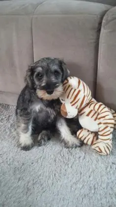 SCHNAUZER MINIATURA SAL E PIMENTA LINDOS FILHOTES