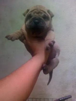 SHARPEI LINDOS FILHOTES