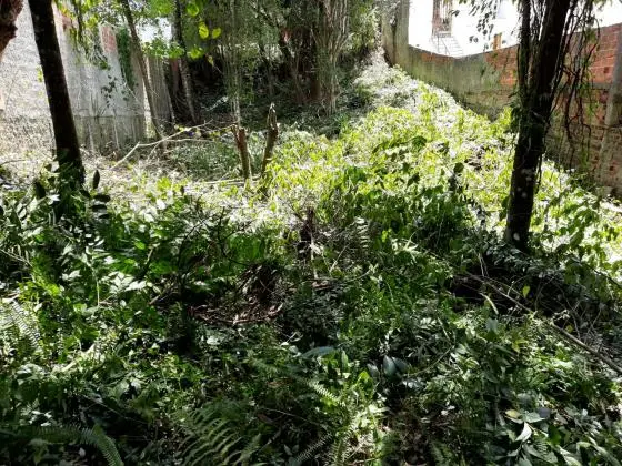 Terreno cercado de vegetação natural