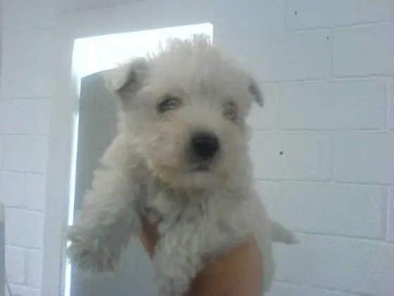 WEST TERRIER LINDOS FILHOTES