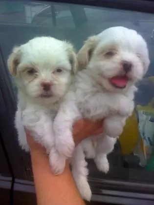LHASA APSO LINDOS FILHOTES