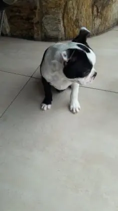 BOSTON TERRIER