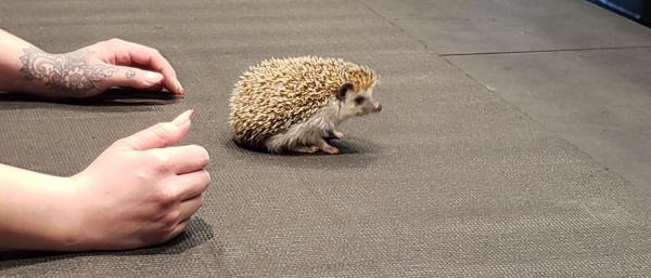 Hedgehog pronta entrega