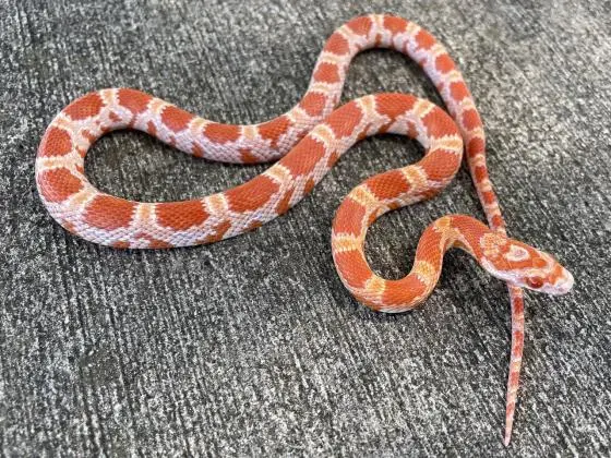 Corn Snake Amel - Cobra do milho