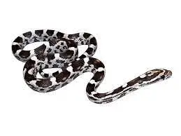 Cobra do milho - Corn Snake