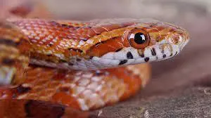 Cobra do milho - Corn Snake