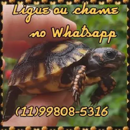 Jabuti tartaruga terrestre