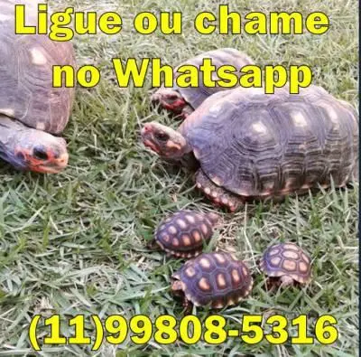 Tartaruga terrestre (JABUTI) filhote, jovem ou adulto