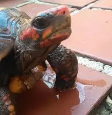Tartaruga terrestre (JABUTI) filhote, jovem ou adulto