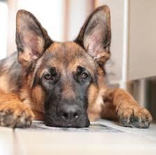 Adestramento canino - amigo cão formado