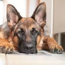 Adestramento canino - amigo cão formado