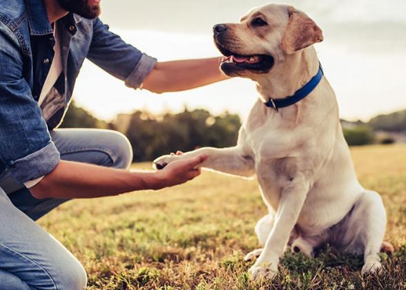 Adestramento canino - amigo cão formado