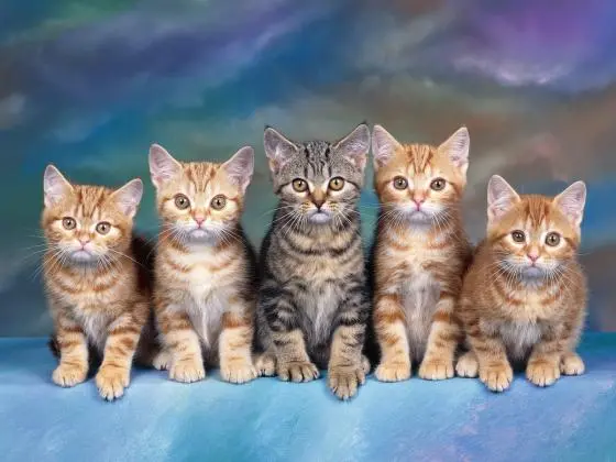 Adestramento de gatos
