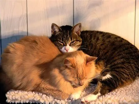 Adestramento de gatos
