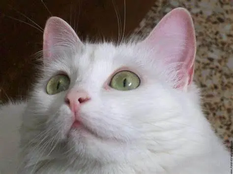 Adestramento de gatos