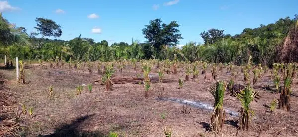 Lote 15 x 50 em Nazária