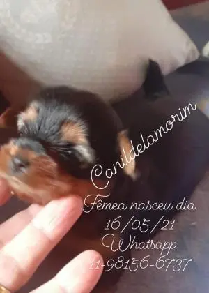 VENDA DE FILHOTES DE YORKISHIRE