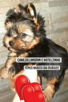 Venda de filhotes de yorkshire