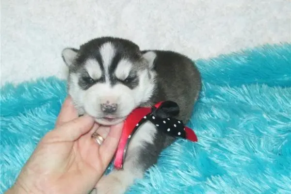 Filhotes de Husky para sua casa