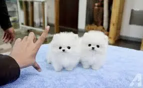 Lindos filhotes da Pomerânia para sua casa