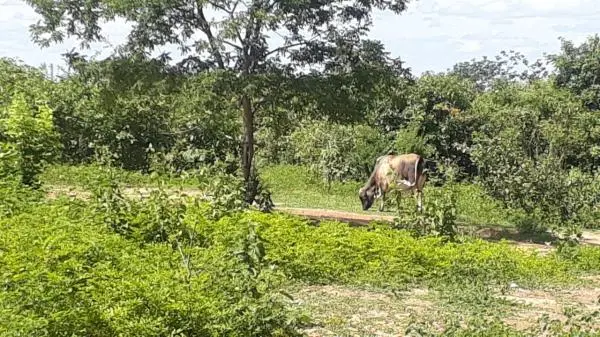 Terreno no interior de Minas Gerais 5, 2 hectares