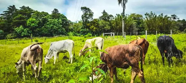 Sítio Para Criação de Gado 32 Hectares