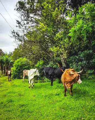 Sítio Para Criação de Gado 32 Hectares