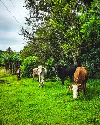 Sítio Para Criação de Gado 32 Hectares