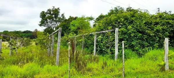 Sítio Para Criação de Gado 32 Hectares