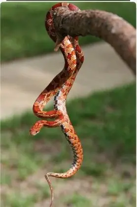 Corn Snake Amel e classic - Cobra do milho