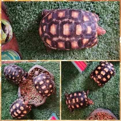 tartaruga jabuti adulto de quintal